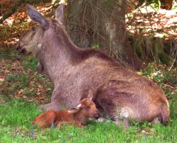 — © NPV Bayerischer Wald