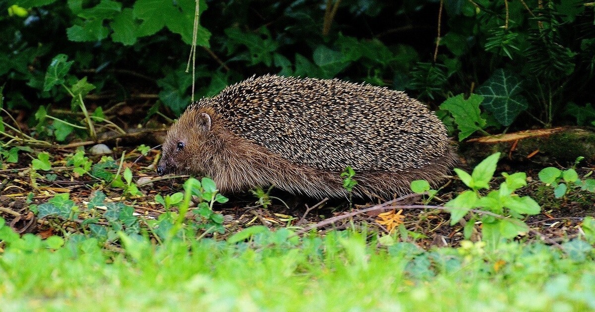 Rote Liste der Säugetiere Bayerische Igel in Gefahr TVA