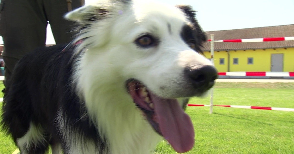 Hundstage: Agility-Turnier in Hienheim