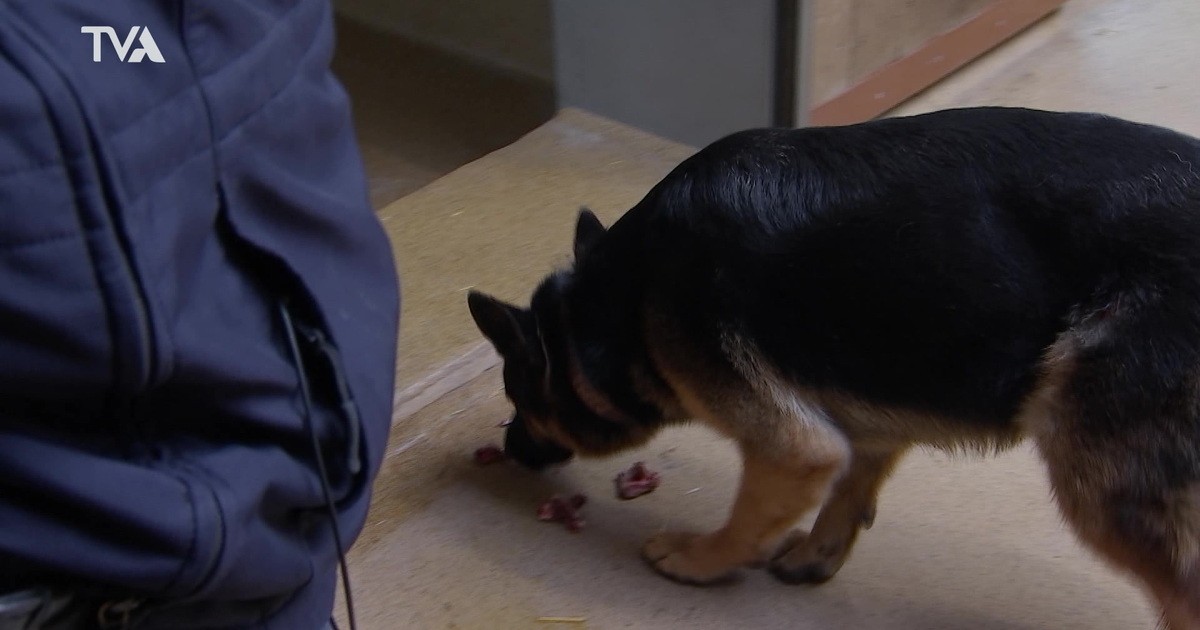 Übung der Polizeihundeschule Waldmünchen: Mein Landkreis Cham vom 01. März 2024
