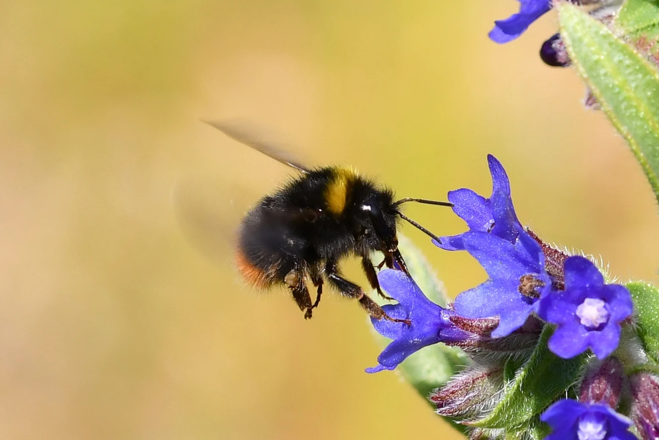 — © Foto: Jann Wübbenhorst