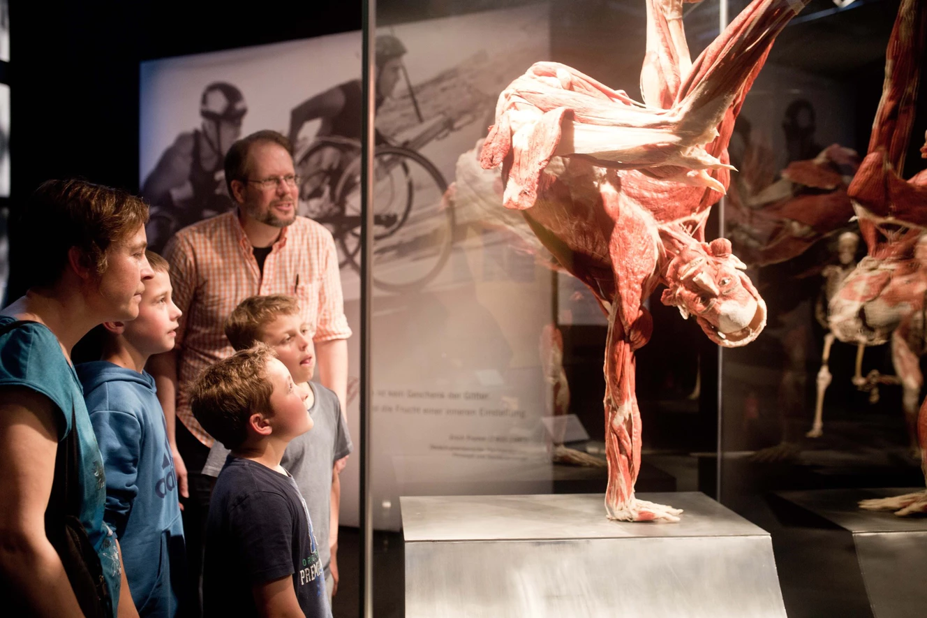 — © Gunther von Hagens‘ KÖRPERWELTEN, Institut für Plastination, Heidelberg, www.koerperwelten.de