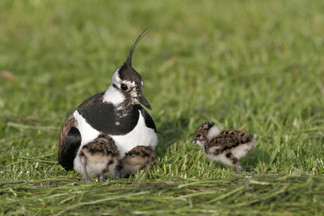— © Quelle: Untere Naturschutzbehörde beim Landratsamt Cham