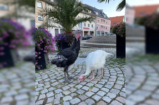 — © PI Regenstauf