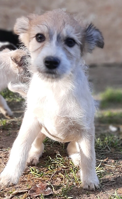 linned blur Etablere Hunde in Not: Welpen suchen ein Zuhause | TVA
