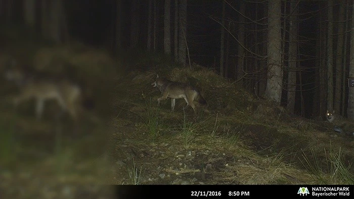 — © Nationalparkverwaltung Bayerischer Wald