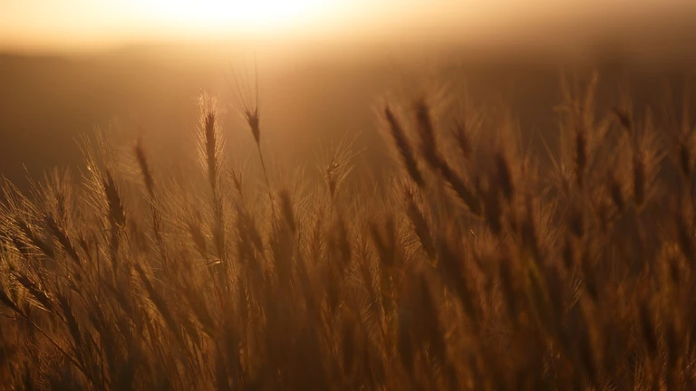 — © pixabay.com/Unsplash Lizenz: CC0 Public Domain