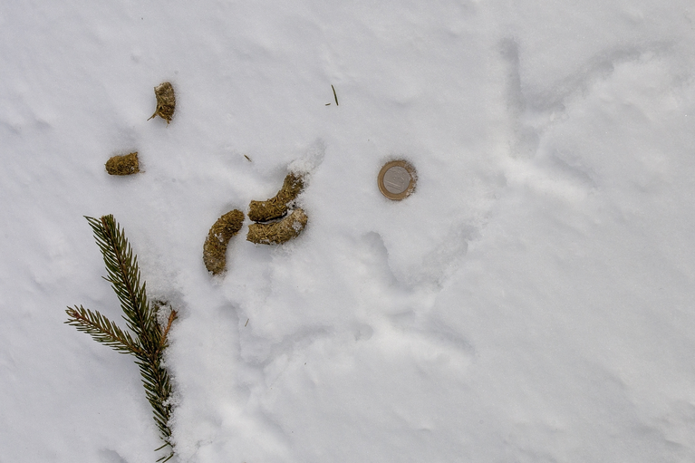  — © Sascha Rösner/Nationalpark Bayerischer Wald