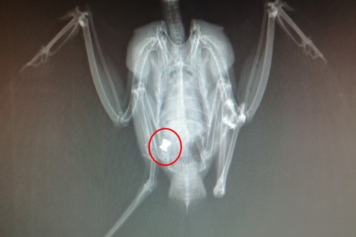 © Tierklinik Miltach/Roidl